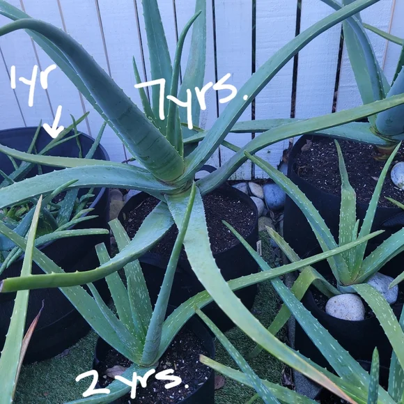 Aloe Vera Starter Plant Outdoor Indoor Home Grown Nature's Miracle Healing Gel - Picture 4 of 13